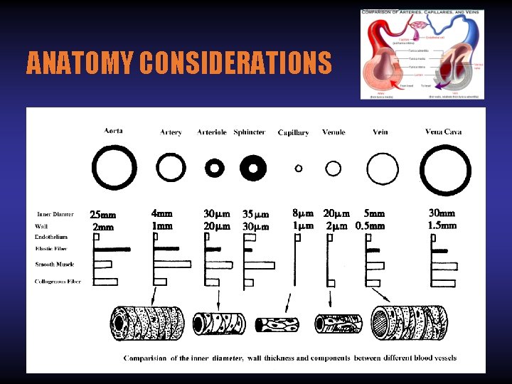 ANATOMY CONSIDERATIONS 