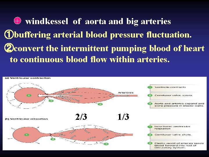 + windkessel of aorta and big arteries ①buffering arterial blood pressure fluctuation. ②convert the