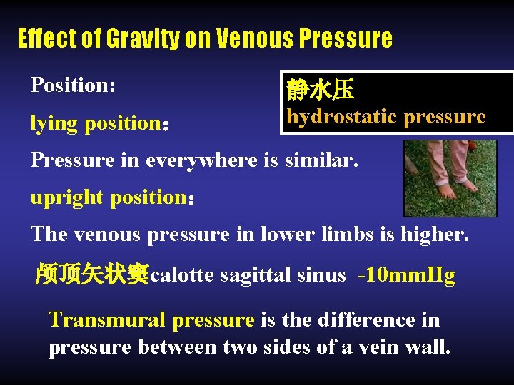 Effect of Gravity on Venous Pressure Position: lying position： 静水压 hydrostatic pressure Pressure in