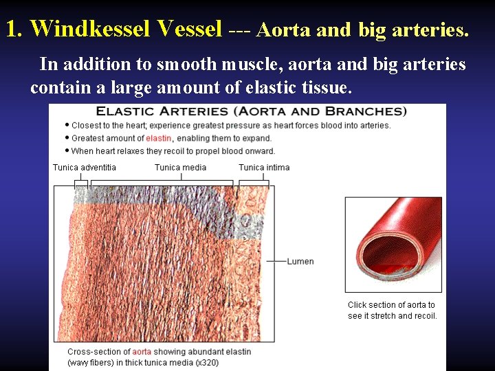 1. Windkessel Vessel --- Aorta and big arteries. In addition to smooth muscle, aorta