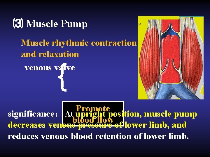 ⑶ Muscle Pump Muscle rhythmic contraction and relaxation venous valve { Promote significance： At