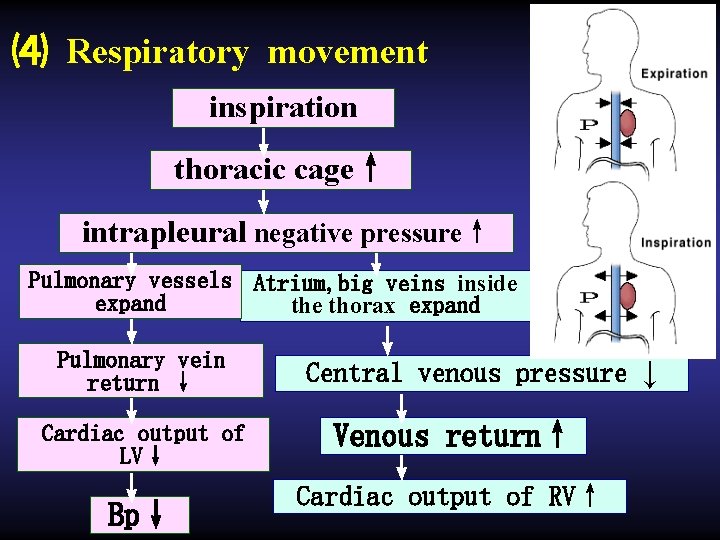 ⑷ Respiratory movement inspiration ↓ thoracic cage↑ ↓ intrapleural negative pressure↑ ↓ ↓ Pulmonary