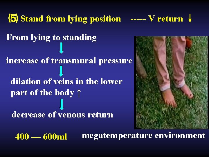 ⑸ Stand from lying position ----- V return ↓ From lying to standing increase