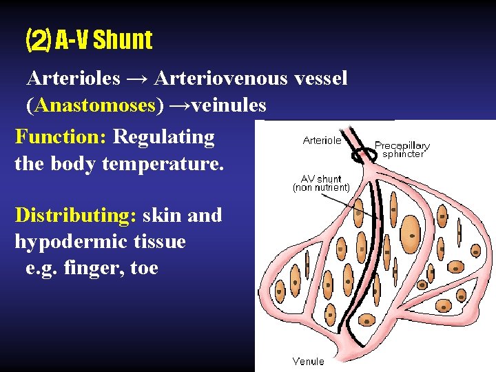 ⑵ A-V Shunt Arterioles → Arteriovenous vessel (Anastomoses) →veinules Function: Regulating the body temperature.