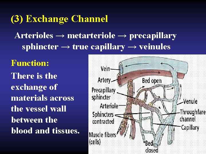 (3) Exchange Channel Arterioles → metarteriole → precapillary sphincter → true capillary → veinules