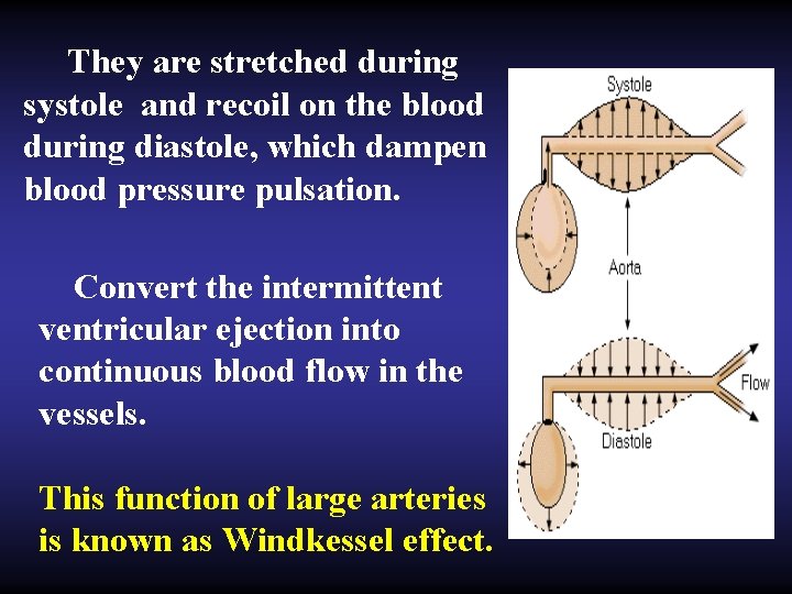 They are stretched during systole and recoil on the blood during diastole, which dampen