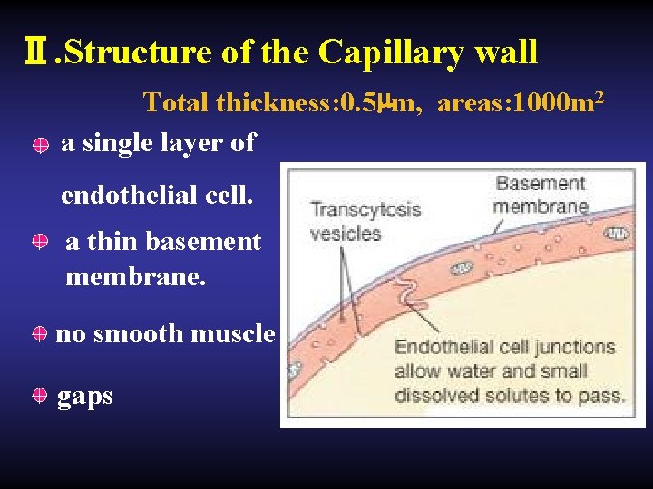 Ⅱ. Structure of the Capillary wall Total thickness: 0. 5µm, areas: 1000 m 2