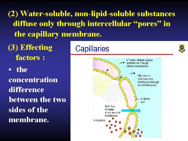 (2) Water-soluble, non-lipid-soluble substances diffuse only through intercellular “pores” in the capillary membrane. (3)