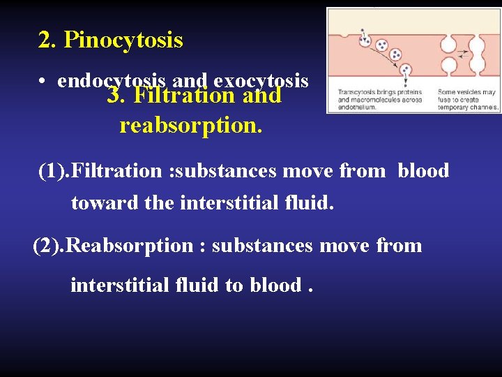 2. Pinocytosis • endocytosis and exocytosis 3. Filtration and reabsorption. (1). Filtration : substances