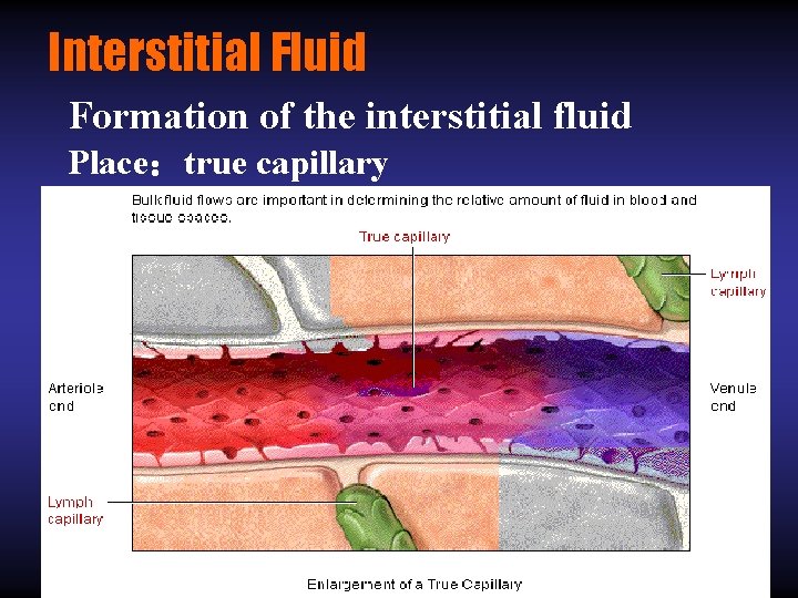 Interstitial Fluid Formation of the interstitial fluid Place：true capillary 