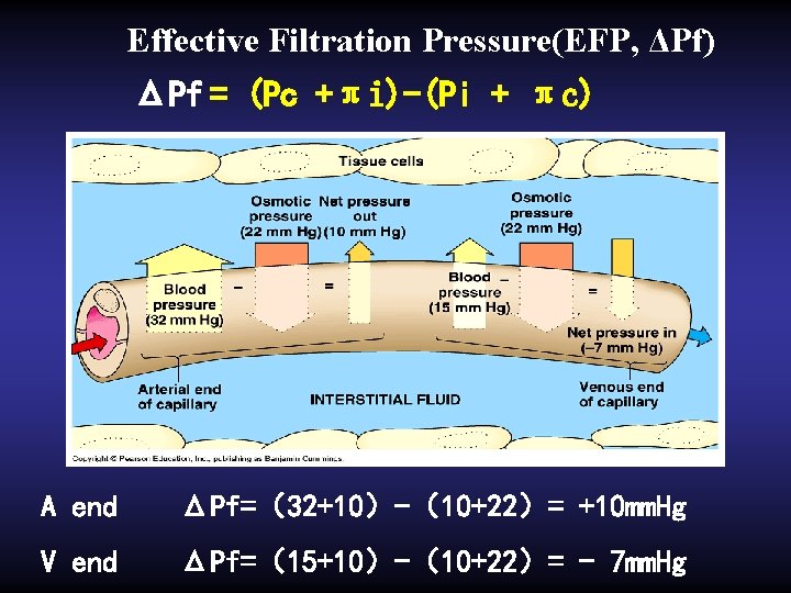 Effective Filtration Pressure(EFP, ΔPf) ΔPf = (Pc +πi)-(Pi + πc) A end ΔPf=（32+10）-（10+22）= +10