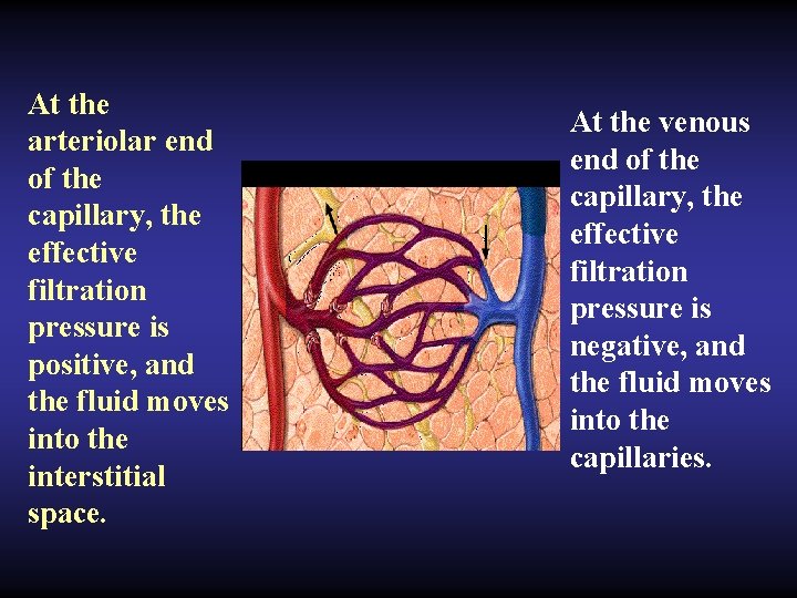 At the arteriolar end of the capillary, the effective filtration pressure is positive, and