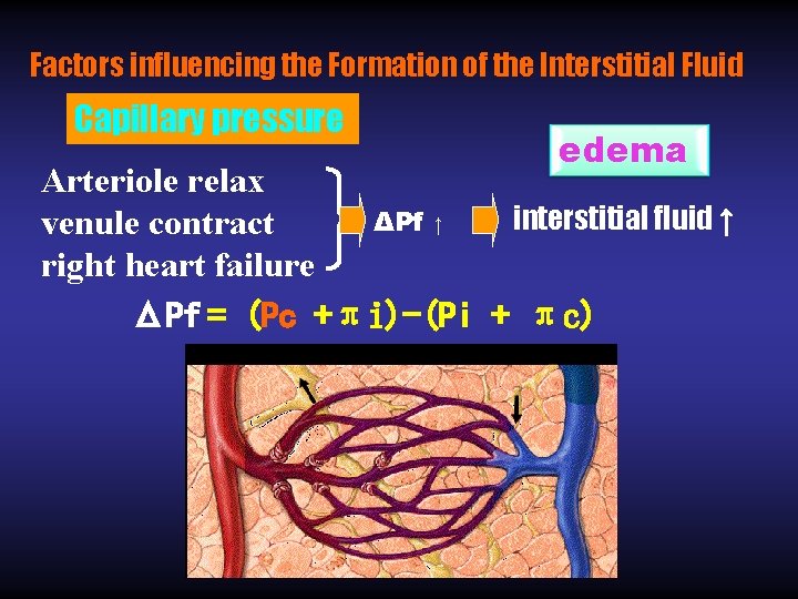 Factors influencing the Formation of the Interstitial Fluid Capillary pressure edema Arteriole relax interstitial