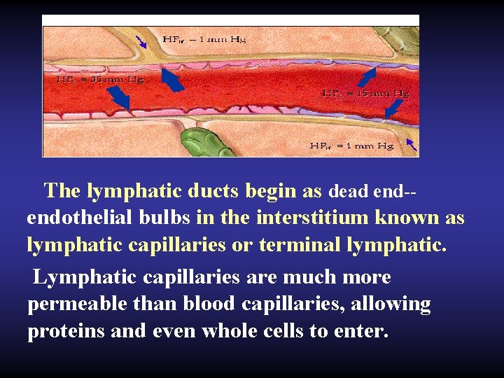 The lymphatic ducts begin as dead end-endothelial bulbs in the interstitium known as lymphatic