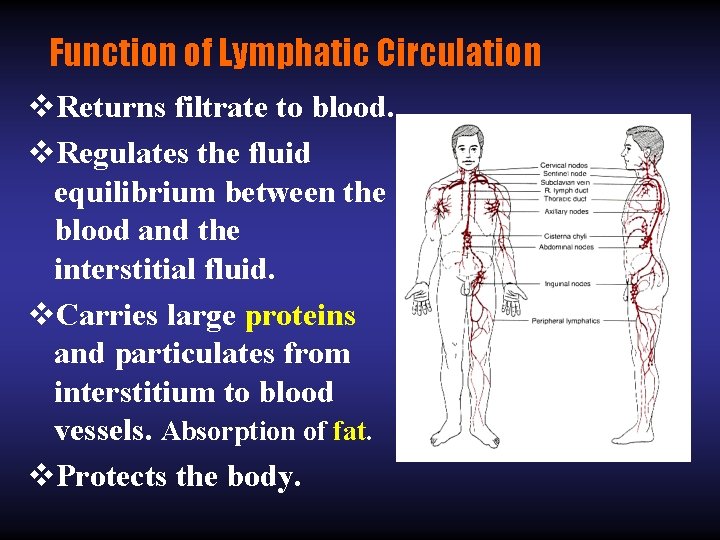 Function of Lymphatic Circulation v. Returns filtrate to blood. v. Regulates the fluid equilibrium