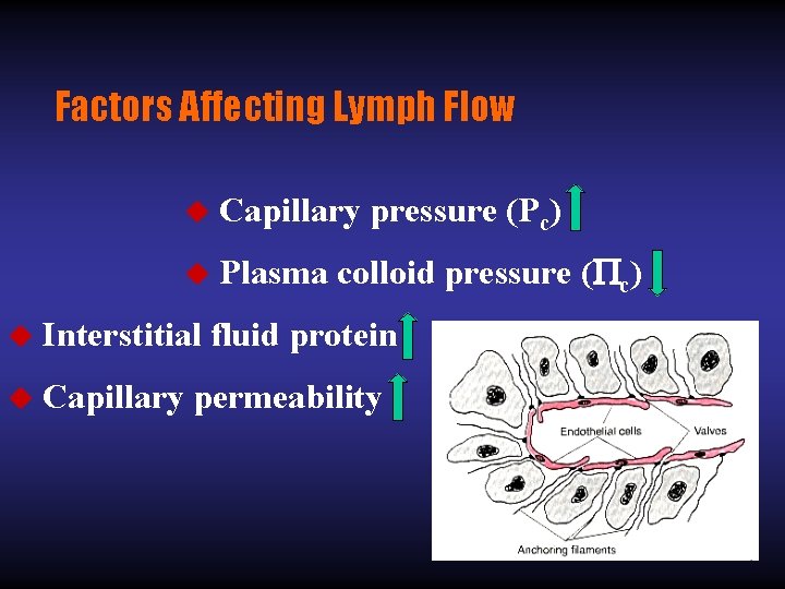 Factors Affecting Lymph Flow u Capillary pressure (Pc) u Plasma colloid pressure ( c)