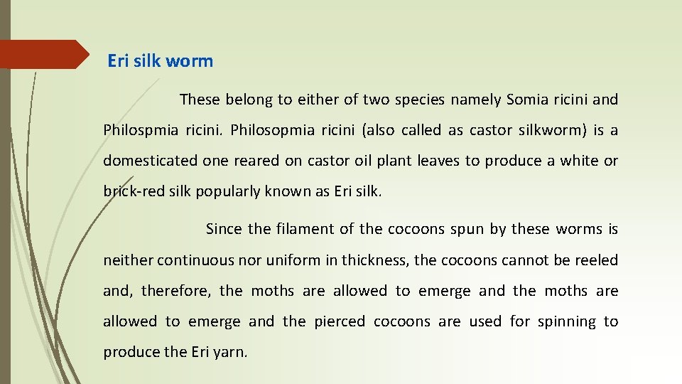 Eri silk worm These belong to either of two species namely Somia ricini and