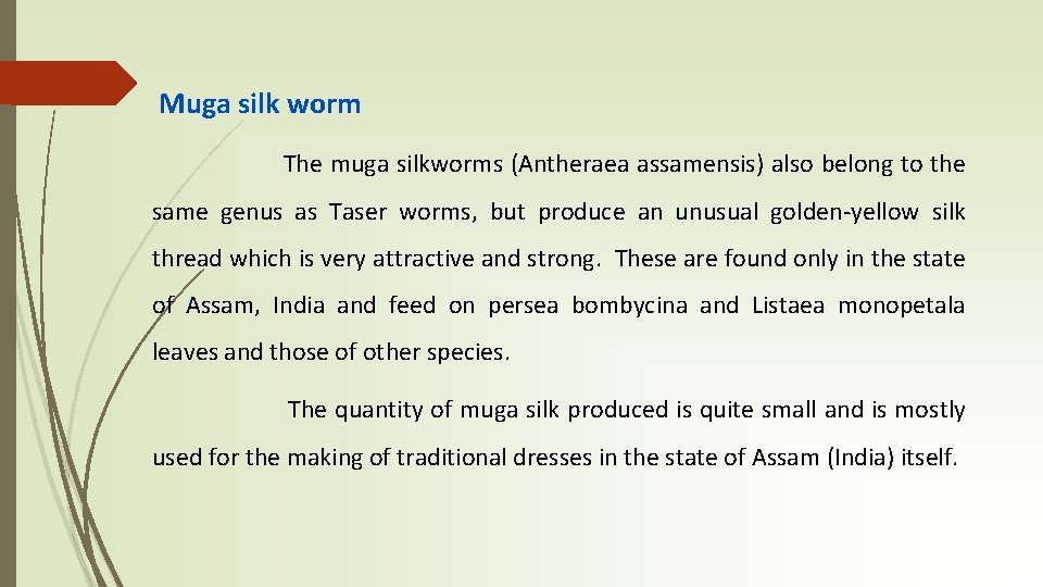 Muga silk worm The muga silkworms (Antheraea assamensis) also belong to the same genus