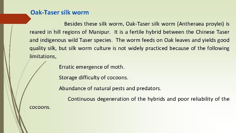 Oak-Taser silk worm Besides these silk worm, Oak-Taser silk worm (Antheraea proylei) is reared