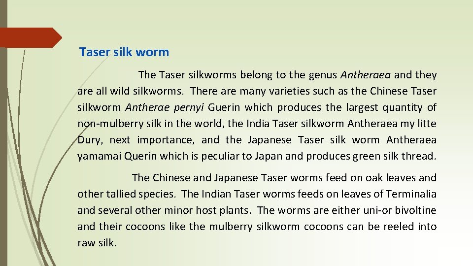 Taser silk worm The Taser silkworms belong to the genus Antheraea and they are