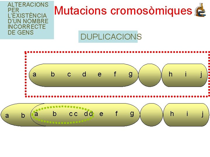 ALTERACIONS PER L’EXISTÈNCIA D’UN NOMBRE INCORRECTE DE GENS a b Mutacions cromosòmiques DUPLICACIONS a