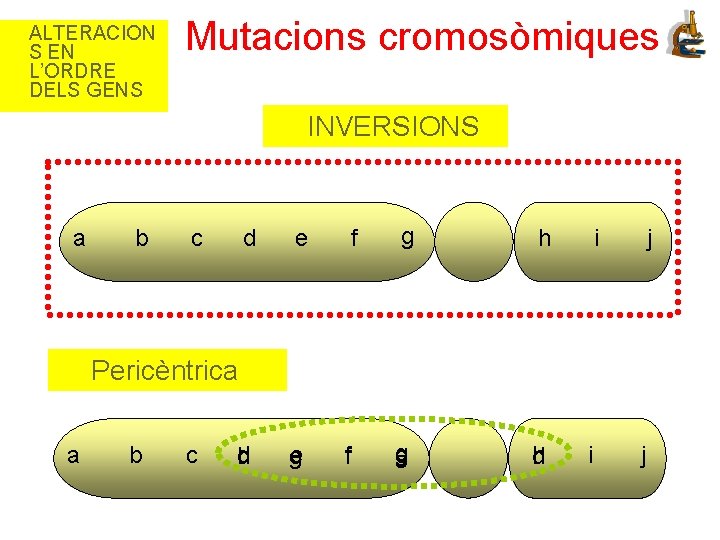 ALTERACION S EN L’ORDRE DELS GENS Mutacions cromosòmiques INVERSIONS a b d e f