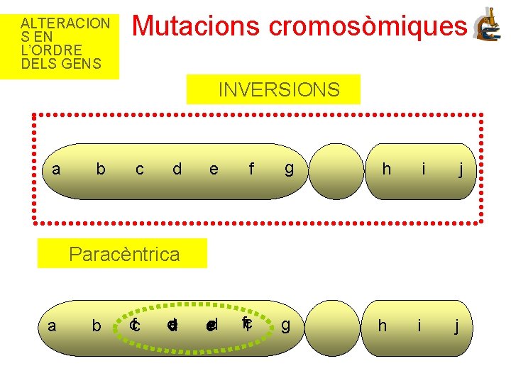 ALTERACION S EN L’ORDRE DELS GENS Mutacions cromosòmiques INVERSIONS a b c d e