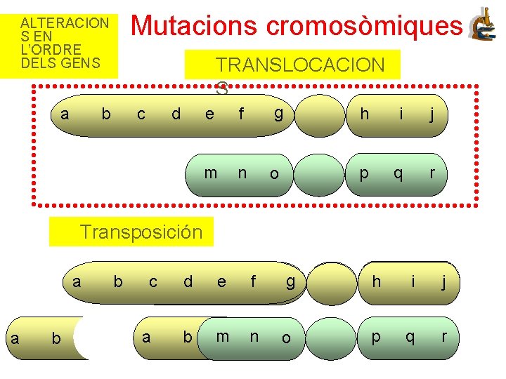 Mutacions cromosòmiques ALTERACION S EN L’ORDRE DELS GENS a TRANSLOCACION S b c d