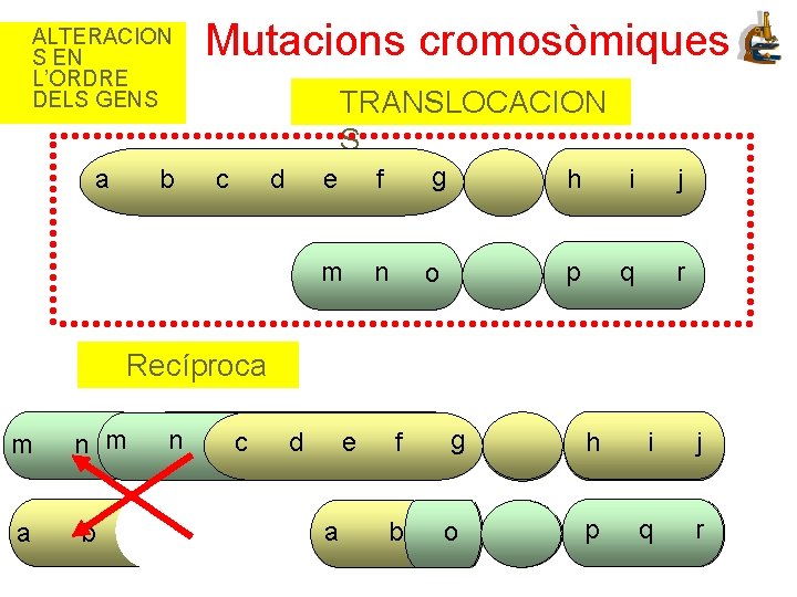 ALTERACION S EN L’ORDRE DELS GENS a b Mutacions cromosòmiques TRANSLOCACION S c d