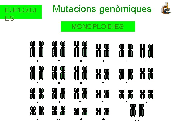 Mutacions genòmiques EUPLOIDI ES MONOPLOIDIES 1 2 3 4 5 6 8 9 10