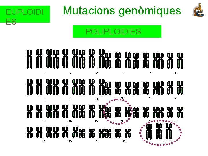 Mutacions genòmiques EUPLOIDI ES POLIPLOIDIES 1 2 3 4 5 6 7 8 9