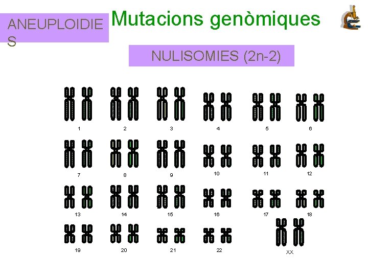 ANEUPLOIDIE S Mutacions genòmiques NULISOMIES (2 n-2) 1 2 3 4 5 6 7