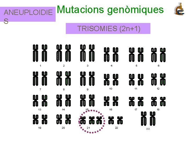 ANEUPLOIDIE S Mutacions genòmiques TRISOMIES (2 n+1) 1 2 3 4 5 6 7