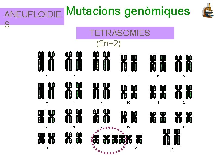 ANEUPLOIDIE S Mutacions genòmiques TETRASOMIES (2 n+2) 1 2 3 4 5 6 7