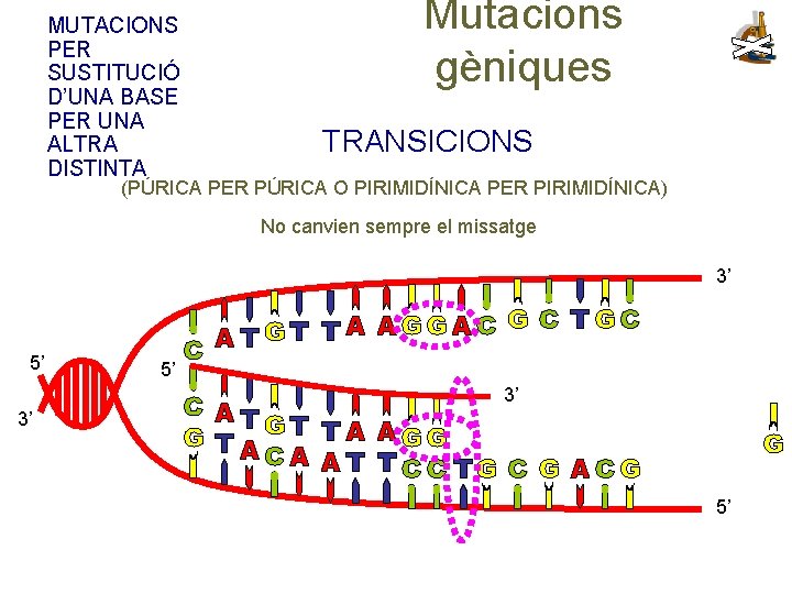 MUTACIONS PER SUSTITUCIÓ D’UNA BASE PER UNA ALTRA DISTINTA Mutacions gèniques TRANSICIONS (PÚRICA PER