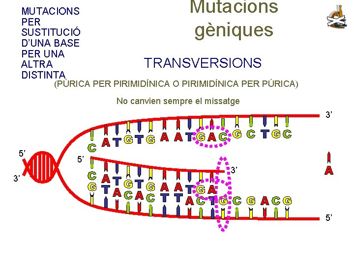 MUTACIONS PER SUSTITUCIÓ D’UNA BASE PER UNA ALTRA DISTINTA Mutacions gèniques TRANSVERSIONS (PÚRICA PER