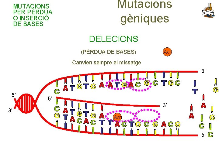 MUTACIONS PER PÈRDUA O INSERCIÓ DE BASES Mutacions gèniques DELECIONS (PÈRDUA DE BASES) Acr