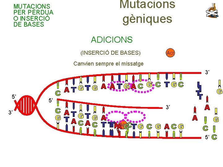 MUTACIONS PER PÈRDUA O INSERCIÓ DE BASES Mutacions gèniques ADICIONS (INSERCIÓ DE BASES) Acr