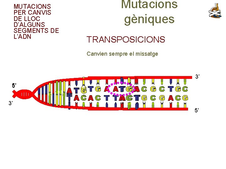 MUTACIONS PER CANVIS DE LLOC D’ALGUNS SEGMENTS DE L’ADN Mutacions gèniques TRANSPOSICIONS Canvien sempre