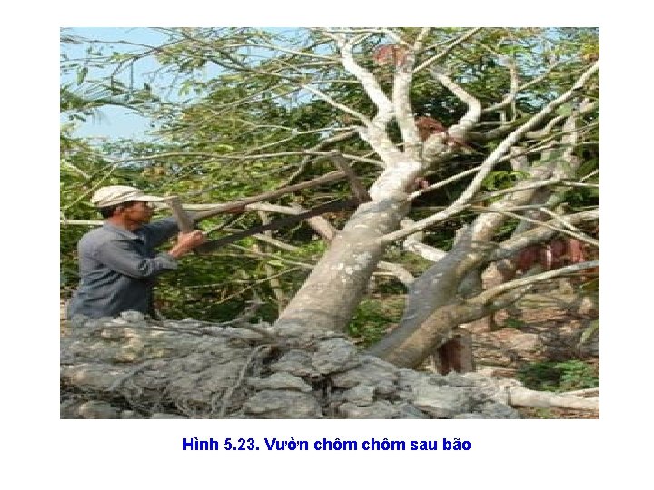 Hình 5. 23. Vườn chôm sau bão 