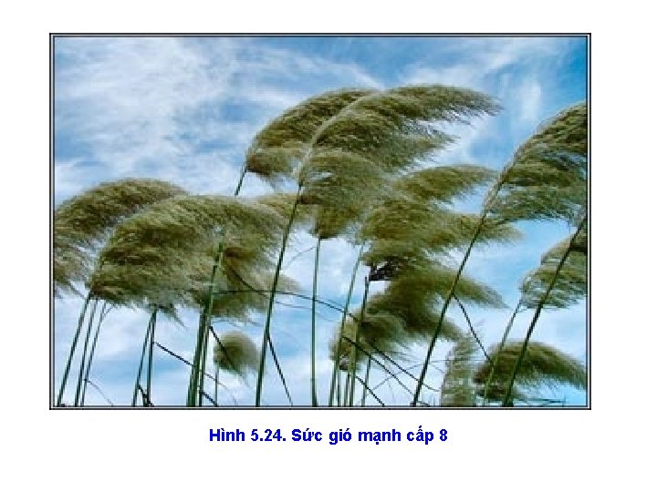 Hình 5. 24. Sức gió mạnh cấp 8 