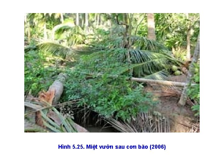 Hình 5. 25. Miệt vườn sau cơn bão (2006) 