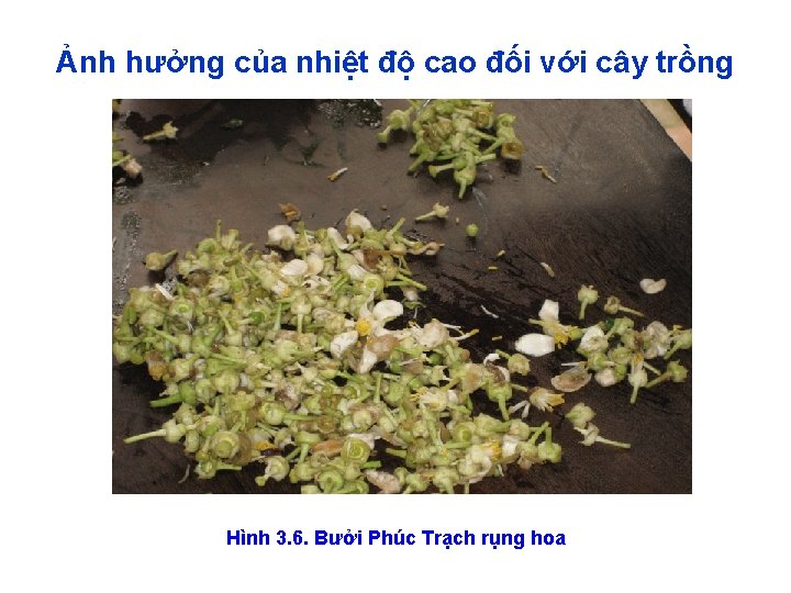 Ảnh hưởng của nhiệt độ cao đối với cây trồng Hình 3. 6. Bưởi