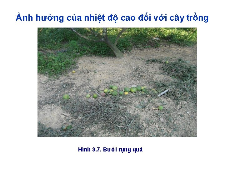 Ảnh hưởng của nhiệt độ cao đối với cây trồng Hình 3. 7. Bưởi