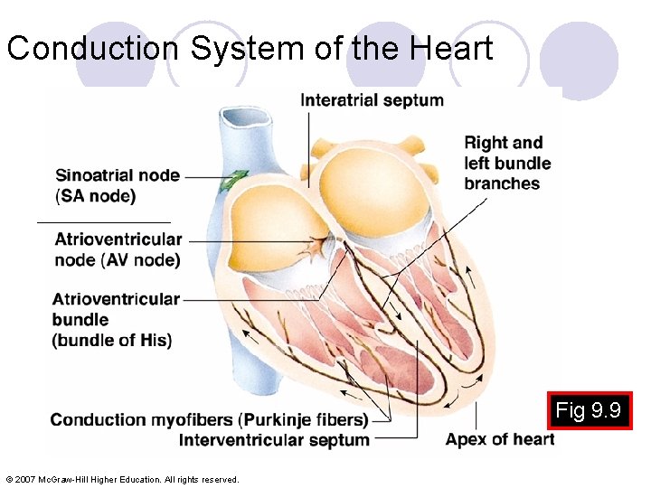 Conduction System of the Heart __________ Fig 9. 9 © 2007 Mc. Graw-Hill Higher