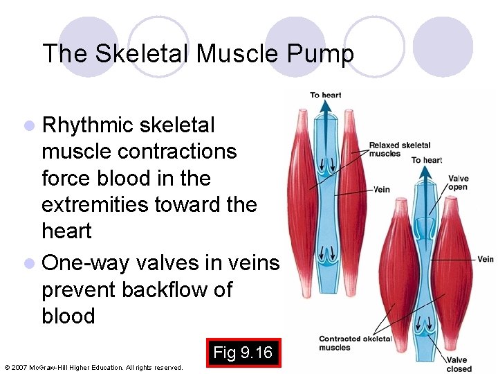 The Skeletal Muscle Pump l Rhythmic skeletal muscle contractions force blood in the extremities