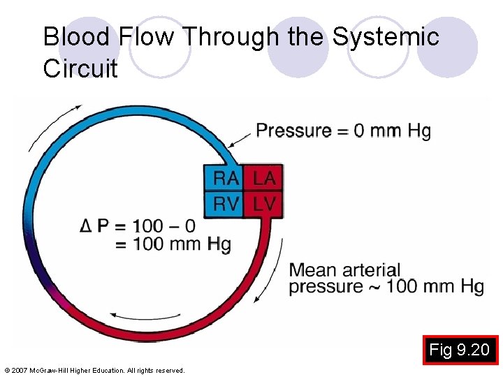 Blood Flow Through the Systemic Circuit Fig 9. 20 © 2007 Mc. Graw-Hill Higher