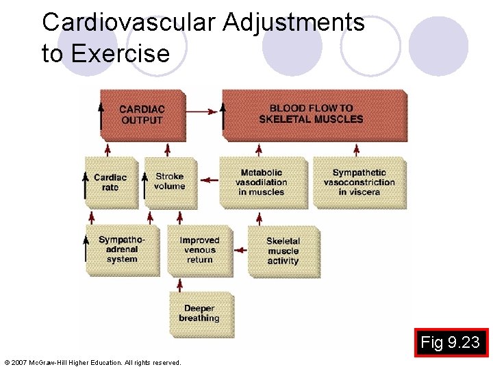 Cardiovascular Adjustments to Exercise Fig 9. 23 © 2007 Mc. Graw-Hill Higher Education. All