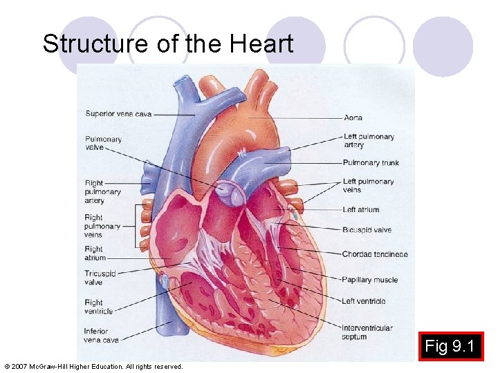 Structure of the Heart Fig 9. 1 © 2007 Mc. Graw-Hill Higher Education. All