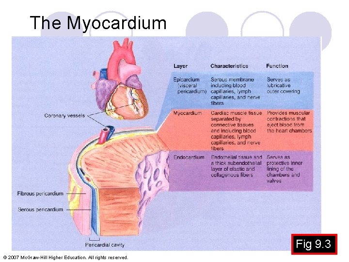 The Myocardium Fig 9. 3 © 2007 Mc. Graw-Hill Higher Education. All rights reserved.